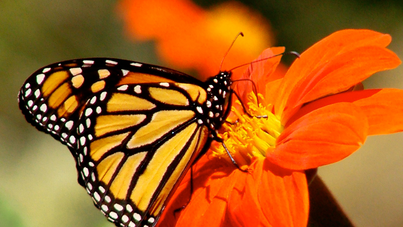 ChicagoBotanicGardenImage