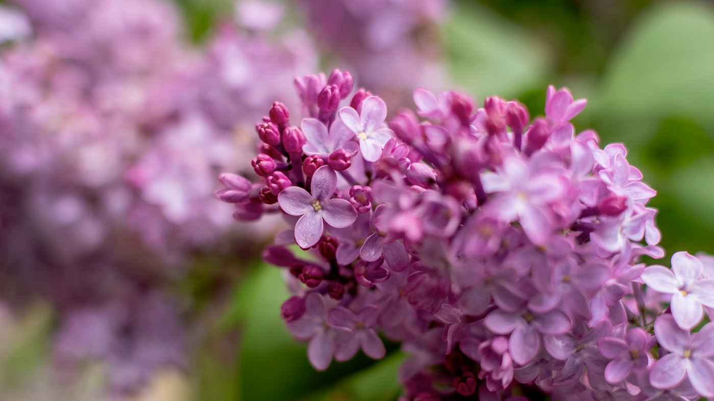 ChicagoBotanicGardenImage