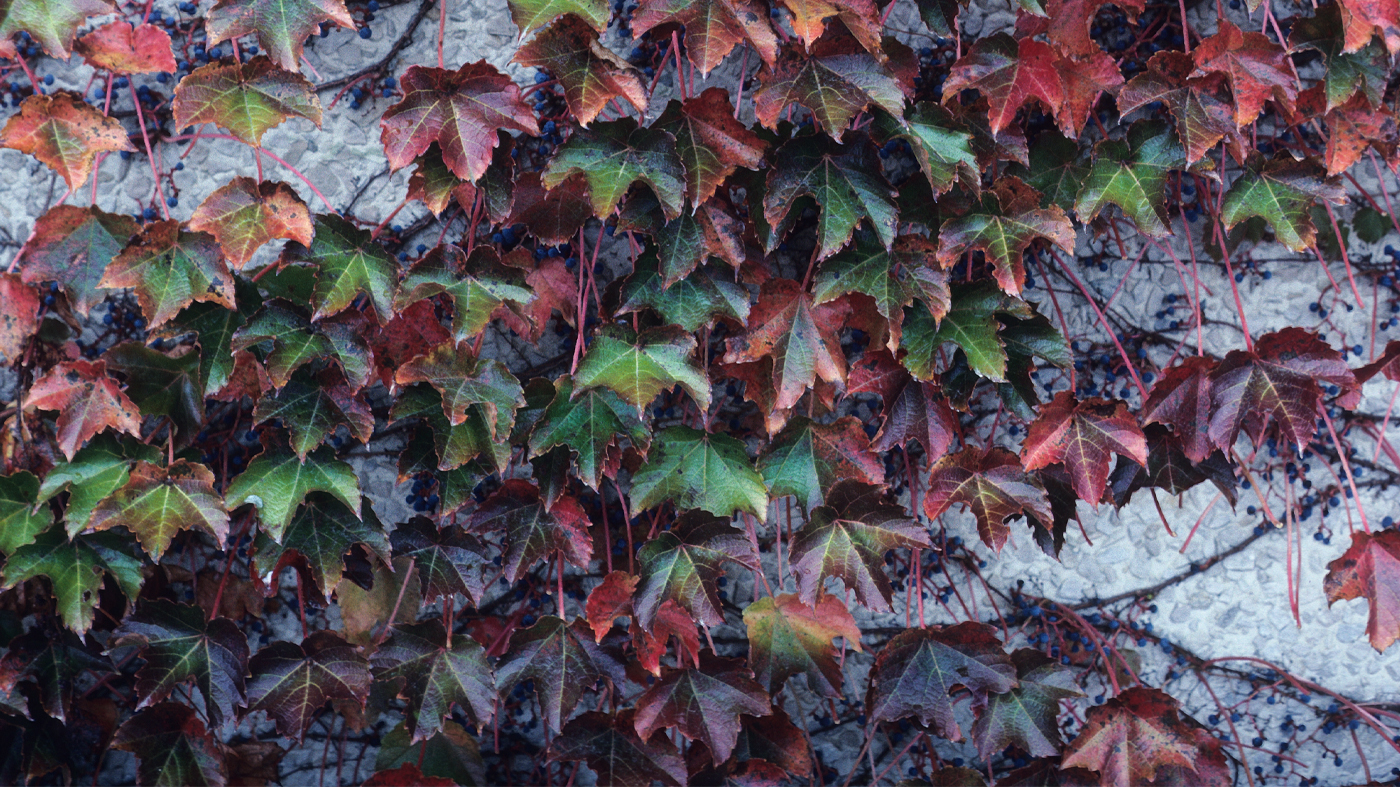 Boston Ivy