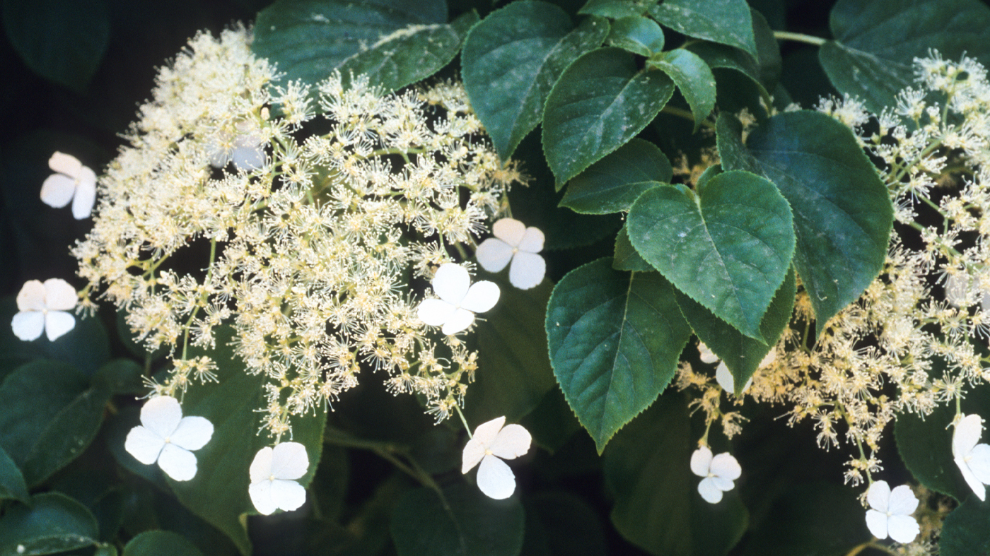 climbing hydrangea