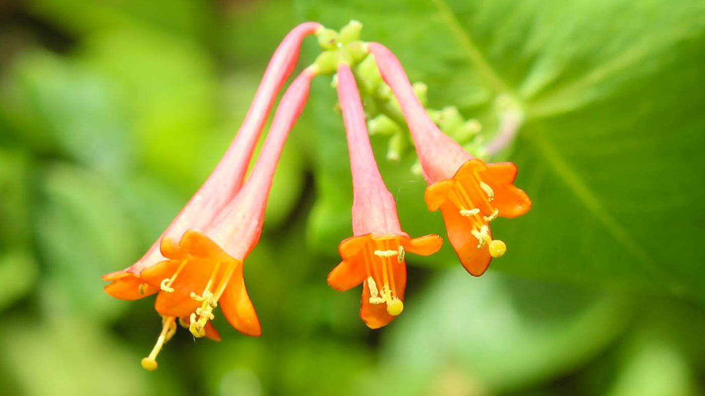 dropmore scarlet honeysuckle