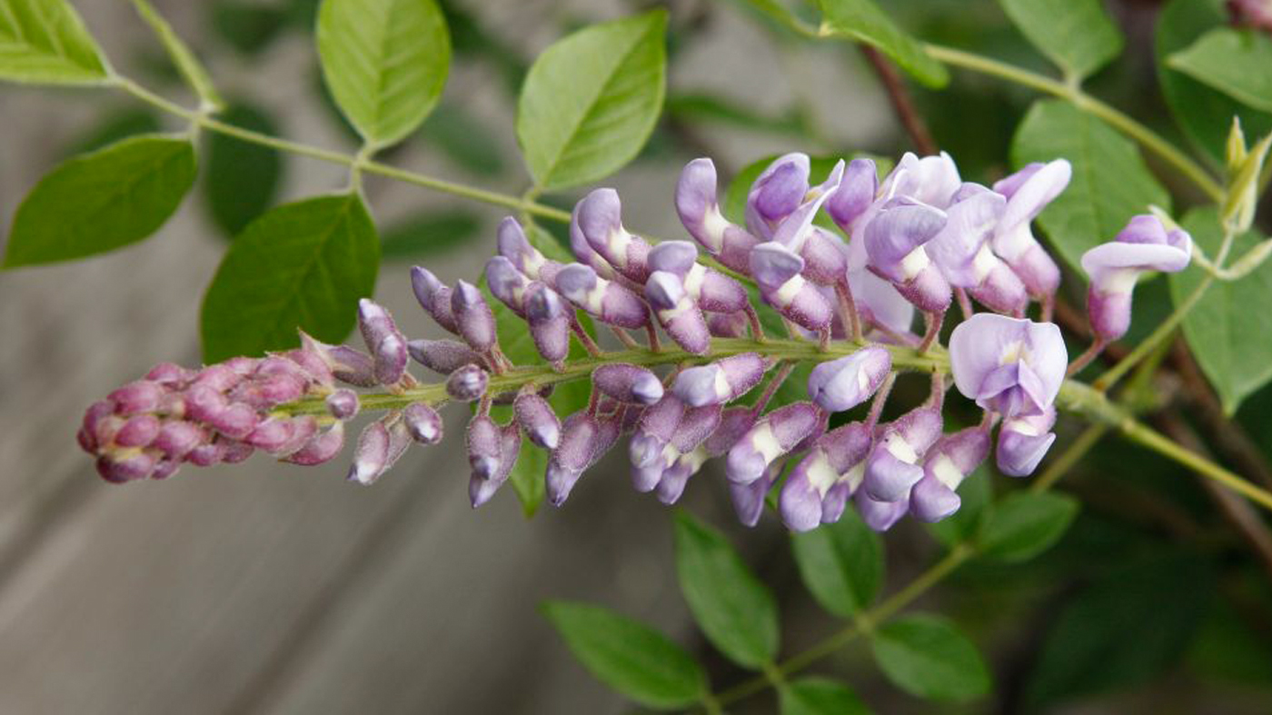 kentucky wisteria