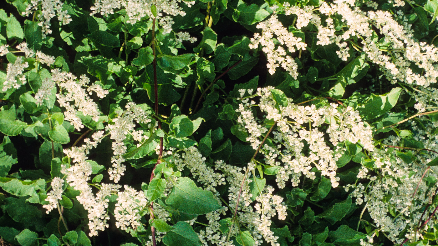silver lace vine