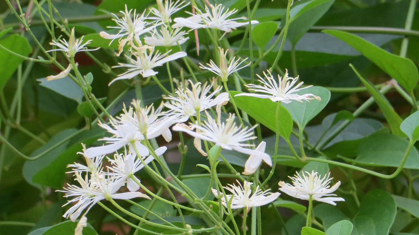 Sweet autumn clematis