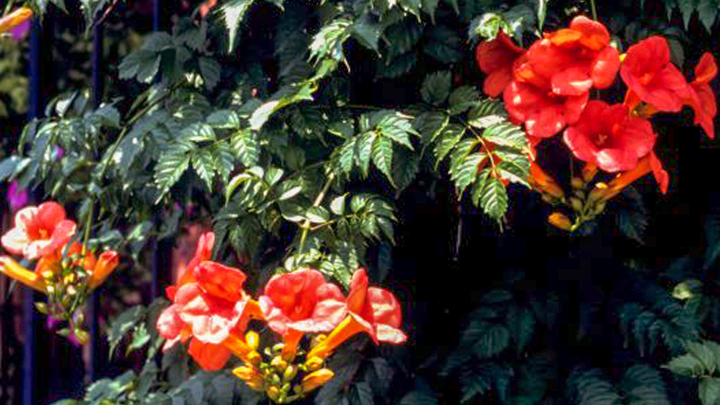 trumpet vine