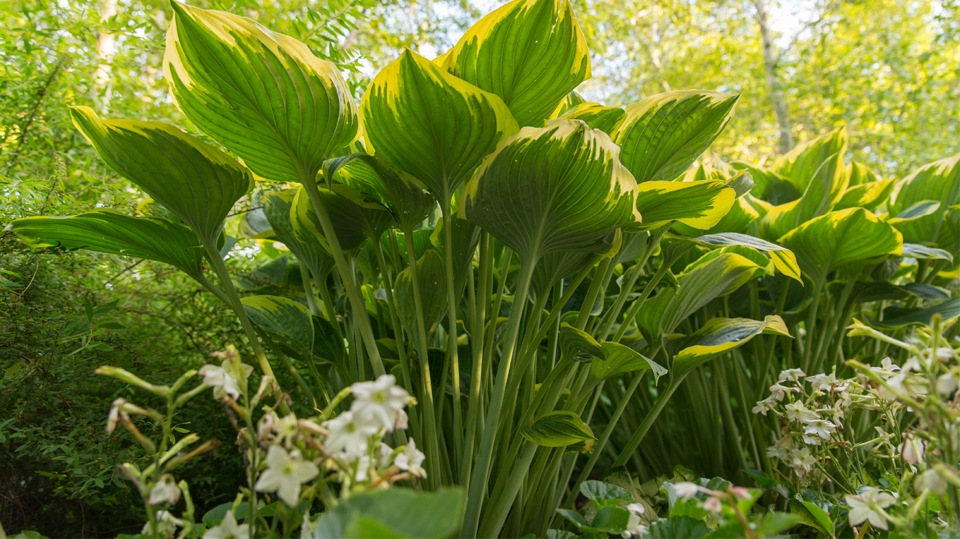 hosta