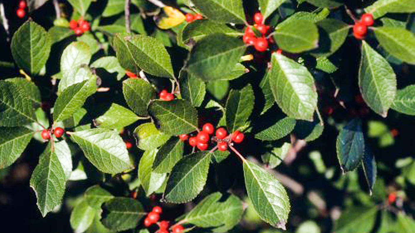 Winterberry