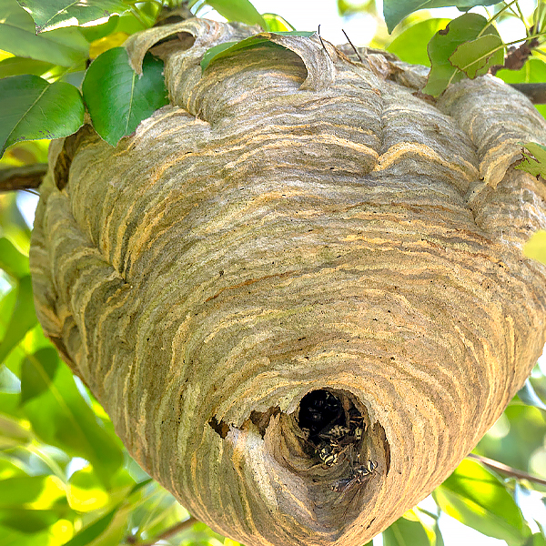 Bee Hive