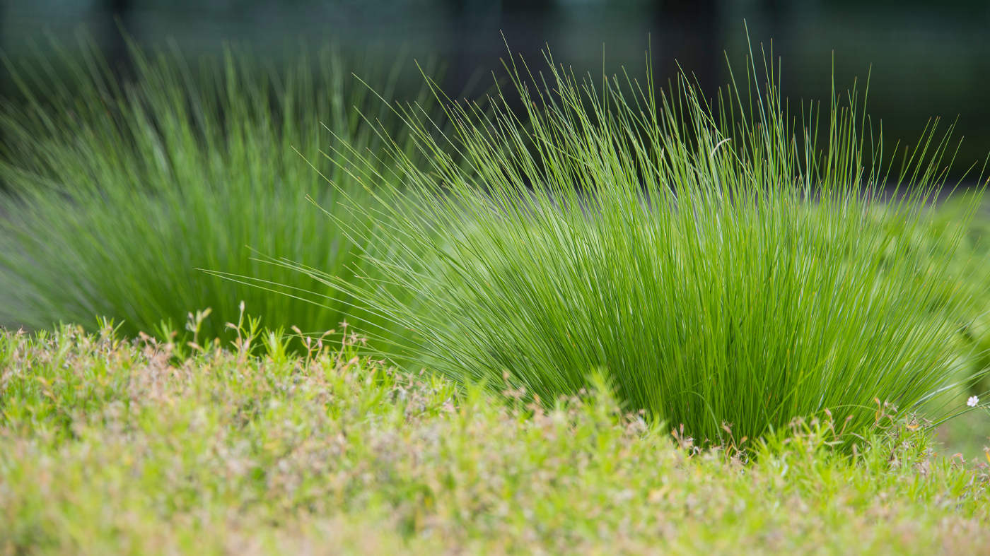 Prairie Dropseed Prairie Dropseed