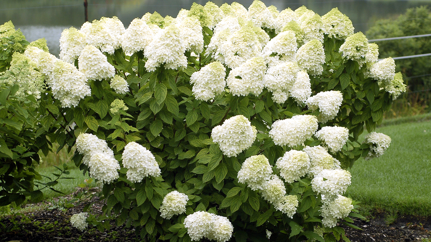 Limelight Panicle Hydrangea Chicago Botanic Garden Limelight Panicle Hydrangea Chicago Botanic Garden