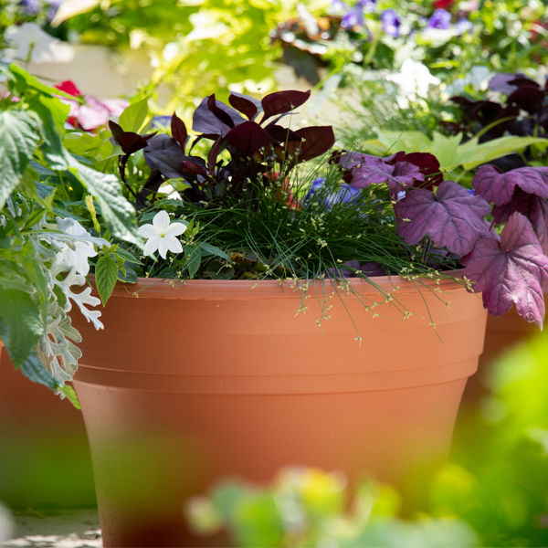 potted plant
