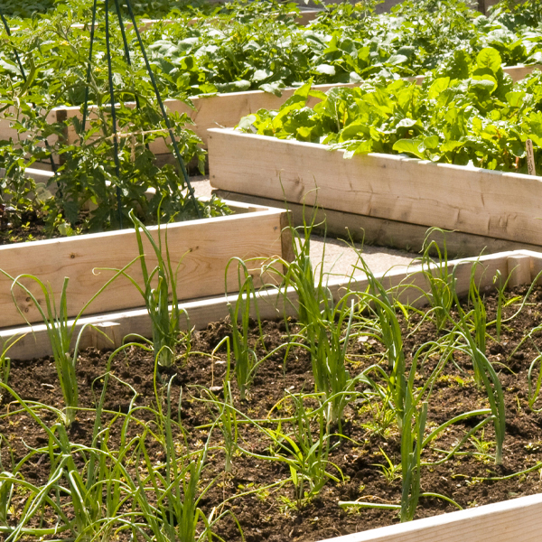 raised bed