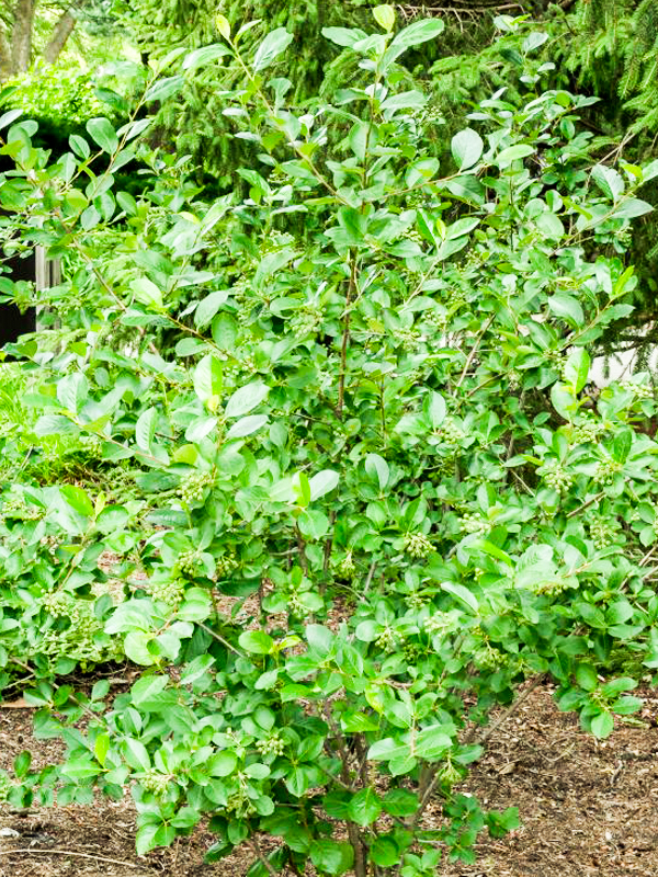 chokeberry