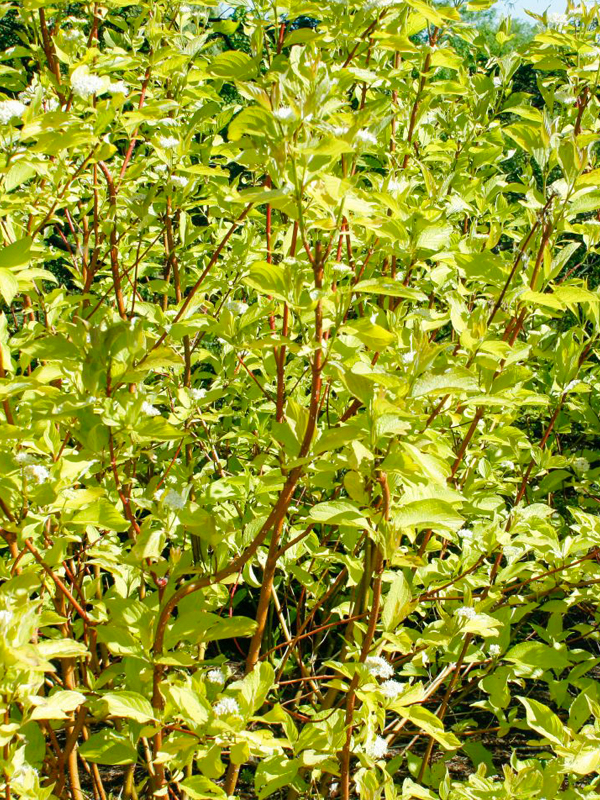 dogwood