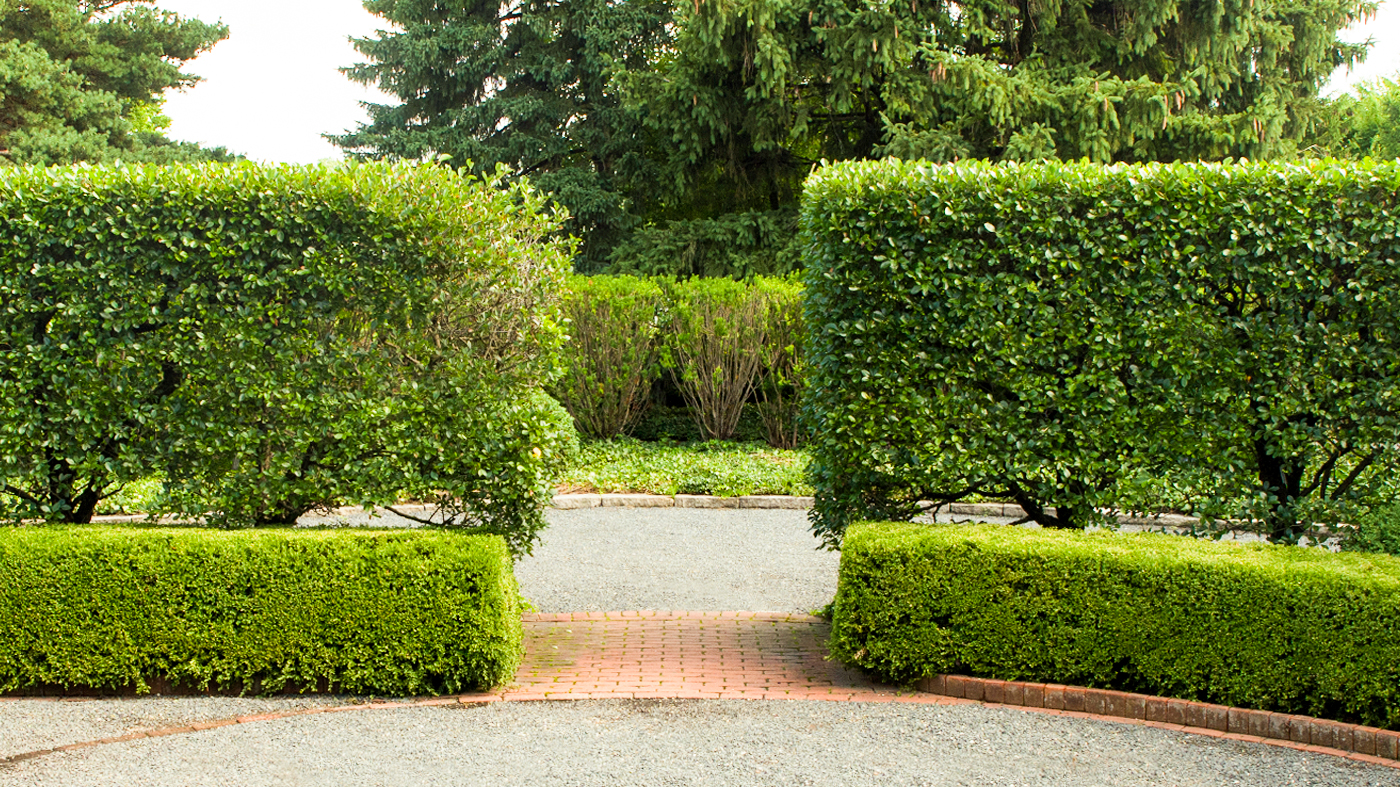 hedge fence