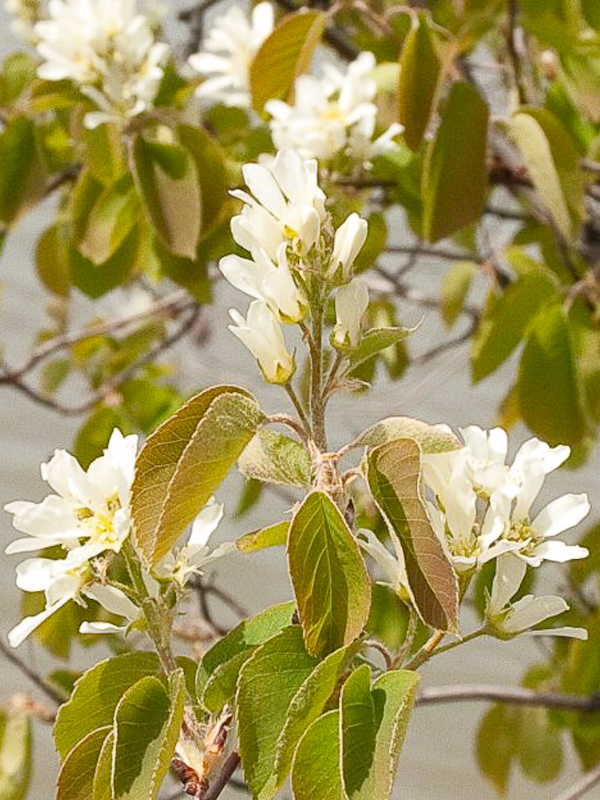 Serviceberry