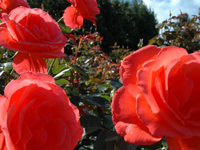 roses