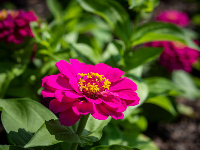 zinnia