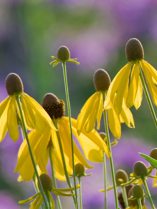 Black-eyed Susan