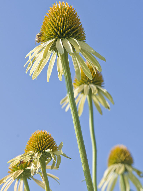 Echinacea pallida