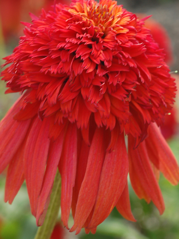 Echinacea purpurea 'Prairie Splendor'