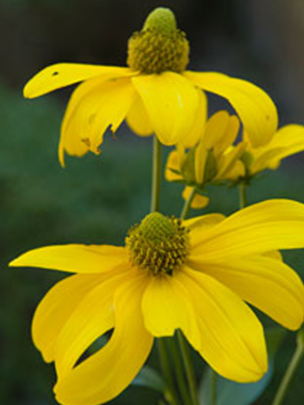 Herbstonne rudbeckia