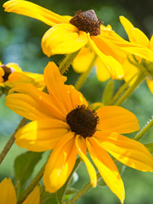 Indian Summer black-eyed Susan
