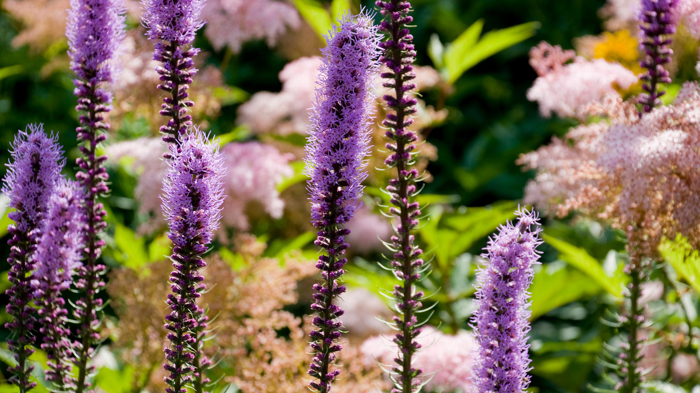 Prairie Blazing Star