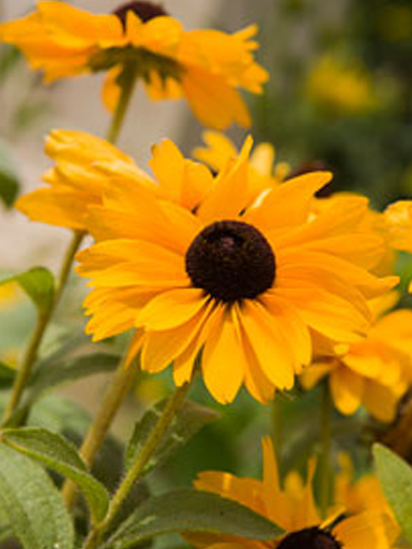 Tiger Eye Gold black-eyed Susan