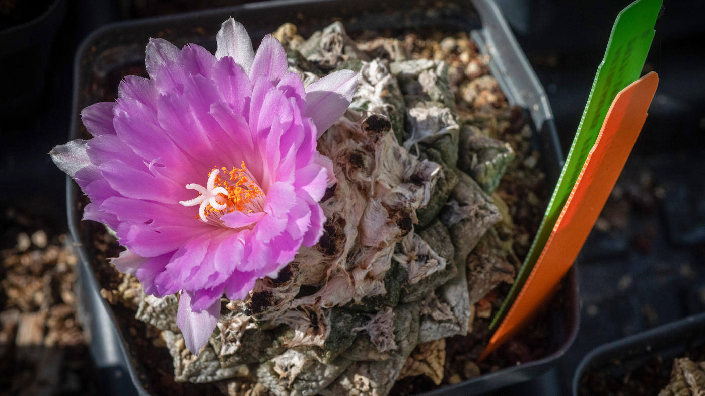Ariocarpus fissuratus 