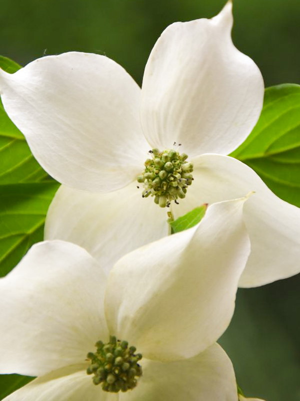 Kousa dogwood