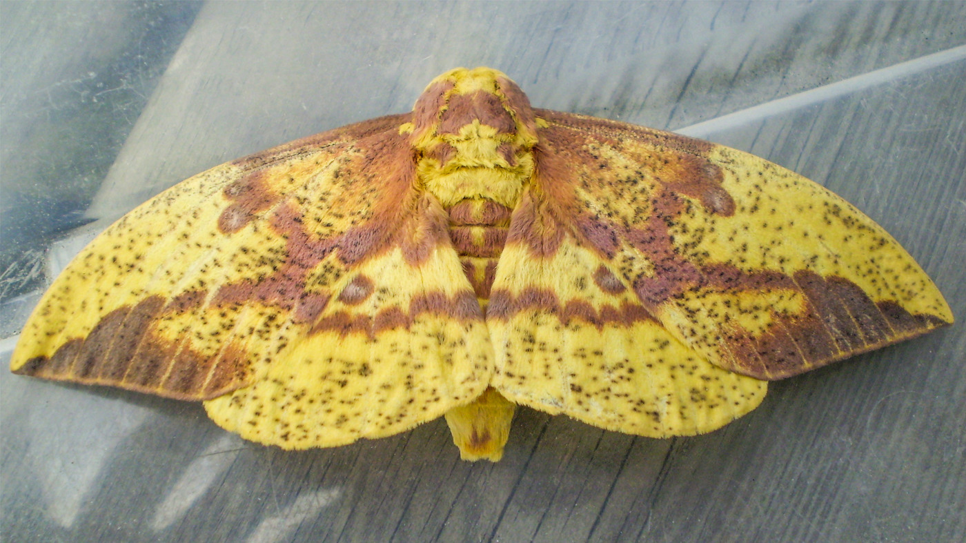 Imperial-moth-Eacles-imperialis