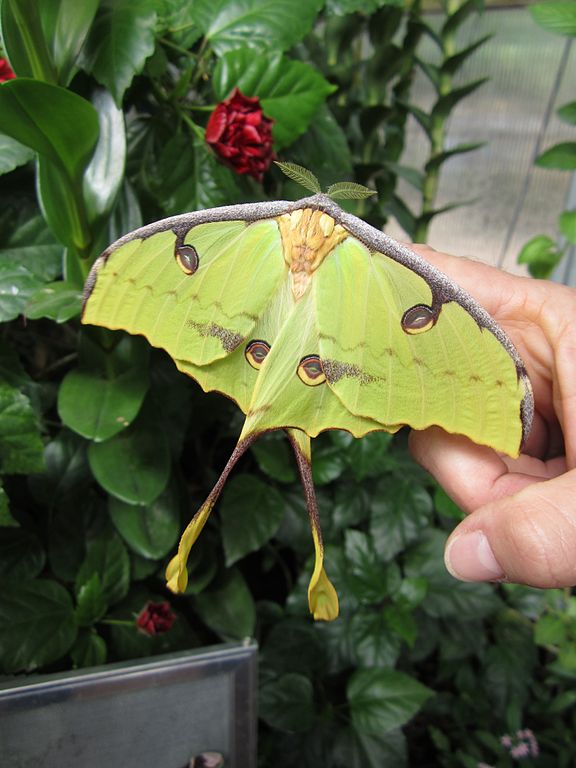 African Moon Moth