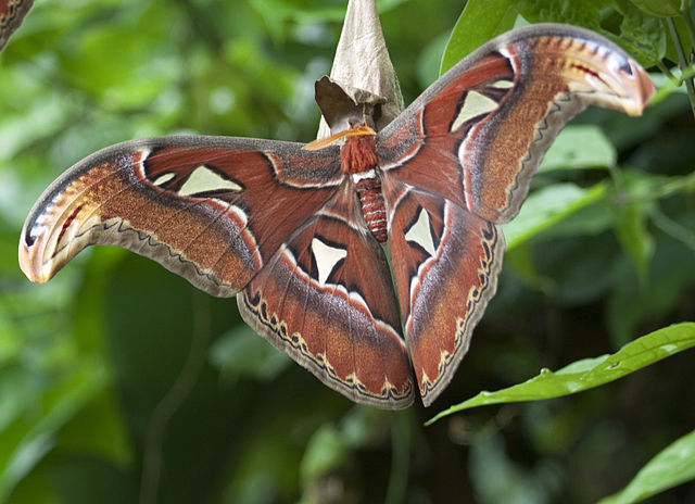 Atlas Moth