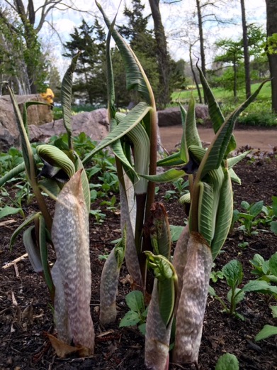 Arisaema-ringens