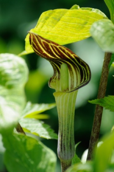Arisaema-triphyllum