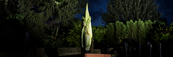 amorphophallus_titanum