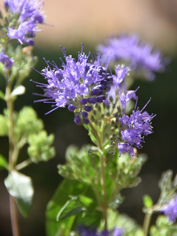 Bluebeard