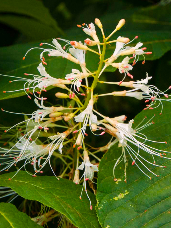 bottlebrush buckeye