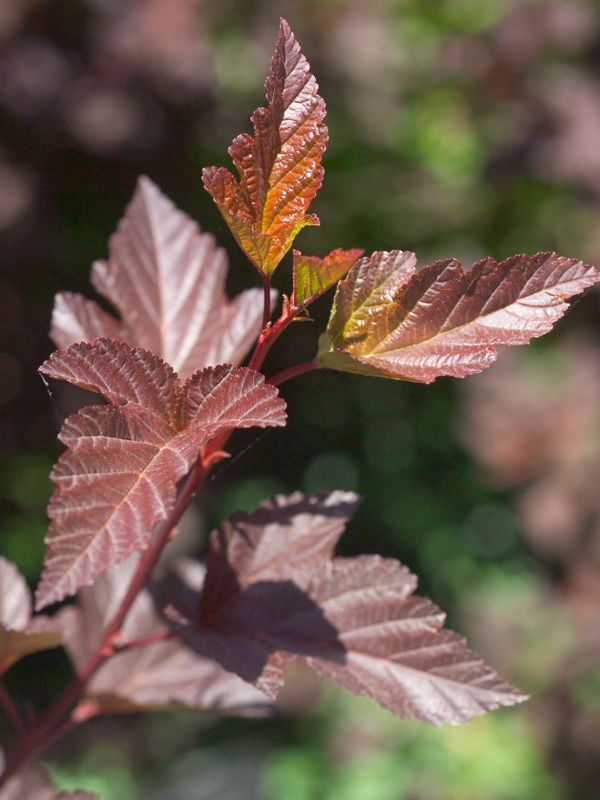 Eastern ninebark