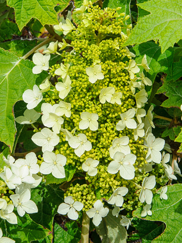 oakleaf hydrangea