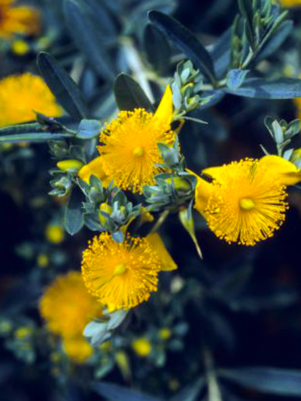 Kalm St. Johnswort