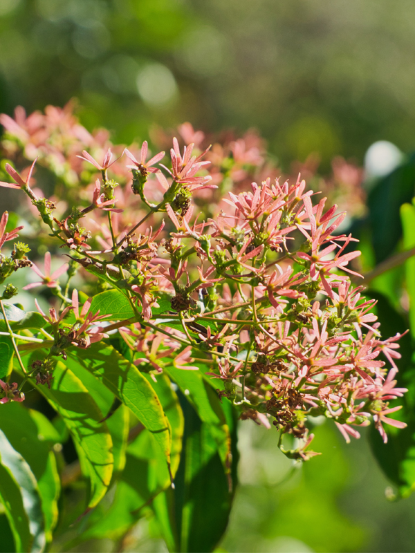 Seven-son flower