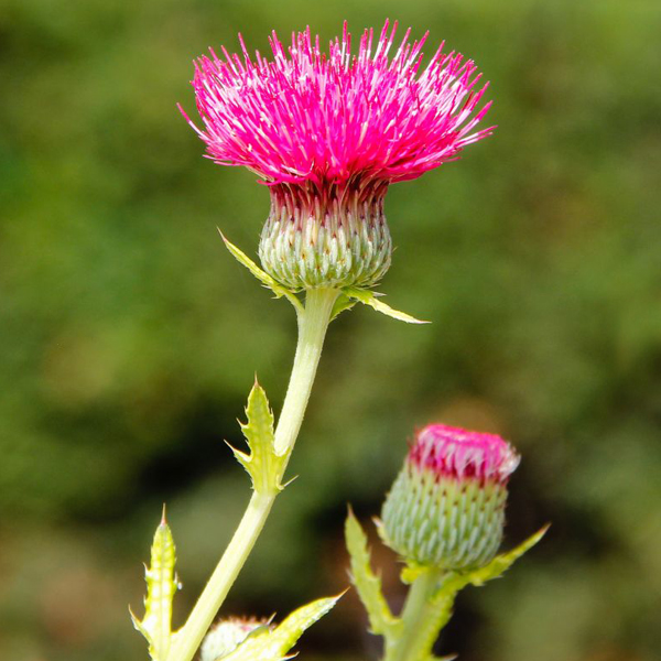 weed: Canada thistle Cirsium arvense