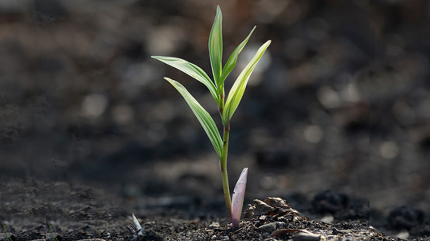 ChicagoBotanicGardenImage