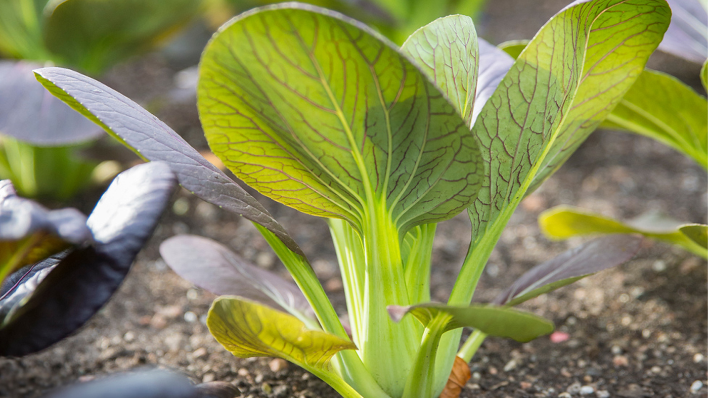 ChicagoBotanicGardenImage