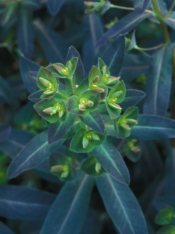 euphorbia_dulcis_chameleon