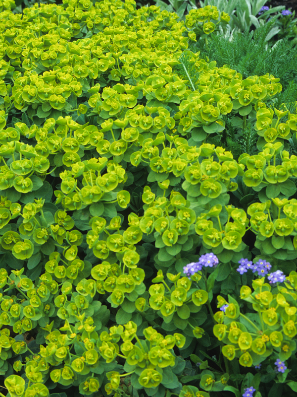 euphorbia-myrsinites