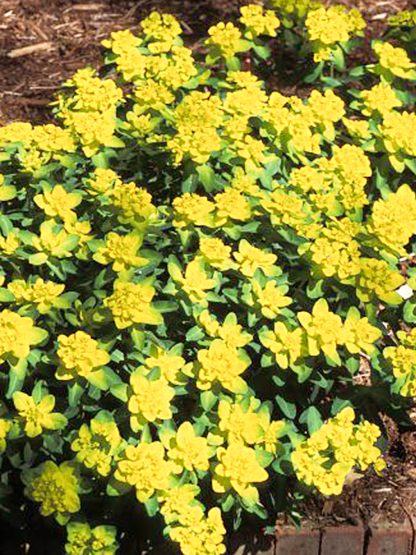 Cushion spurge