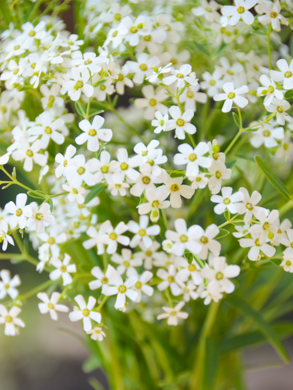 Flowering spurge (E. corollata)